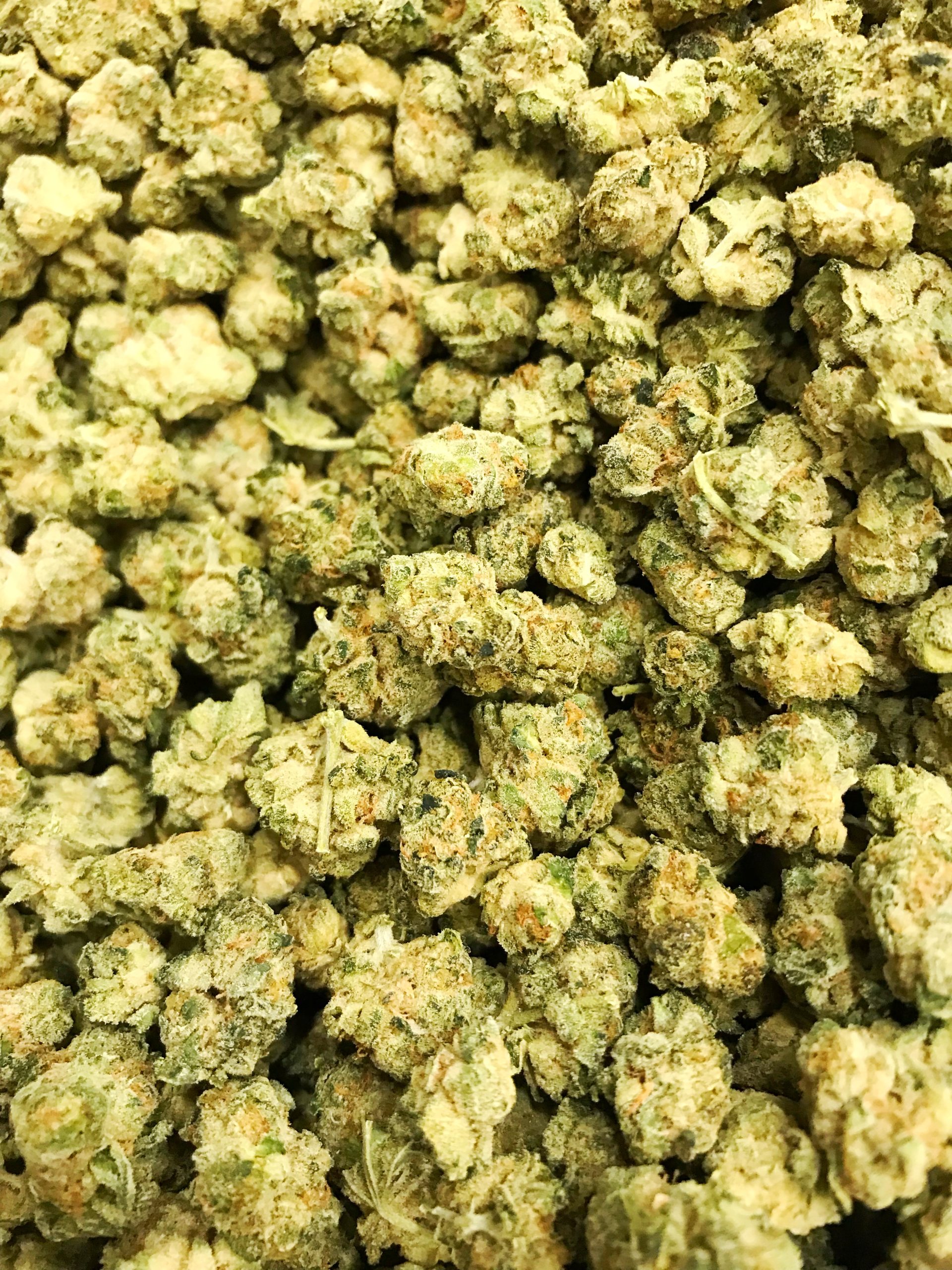 TR Strain AAA Popcorn (14 grams) 55.00 Indica Sunshine Gifts